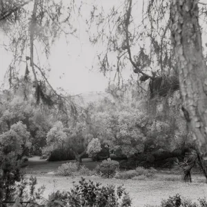 view across Meadow to the Meadow Oaks, SBBG