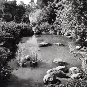 Pond with border of Ceanothus
