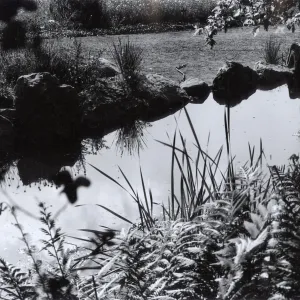 Botanic Garden Pond