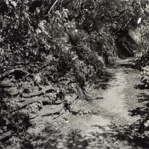 Pritchett Trail, Ceanothus pole retaining wall, 1945