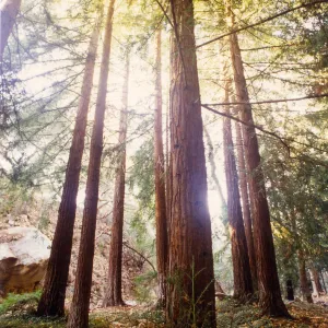 Duplicate of SBBG_SL_07001 (original); Sunlight through the coast redwood trees at SBBG, Redwood Section, Sequoia sempervirens