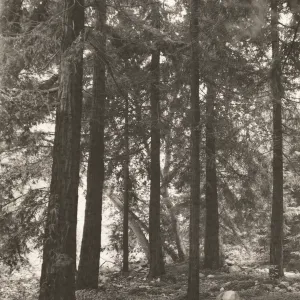 Redwood Section, Sequoia sempervirens (Coast Redwood)