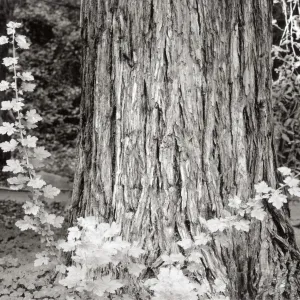 Redwood Section, Sequoia sempervirens (Coast Redwood)