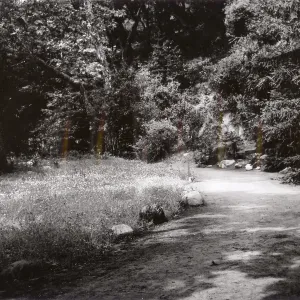 path through Redwood Section