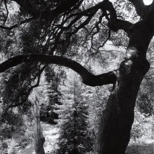 Redwood Section