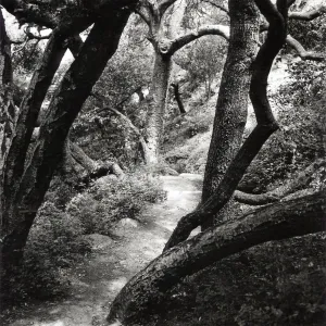 Trail to Indian Steps, SBBG