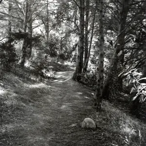 Woodland Trail, SBBG