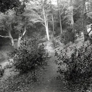Woodland Trail, SBBG
