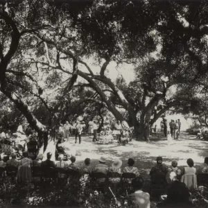 Concert at SBBG, Music Academy of the West, under the oaks (Coastal Live Oak)