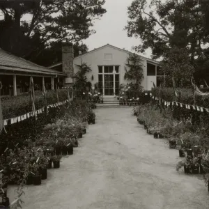SBBG Courtyard set up for annual plant sale of native California plants 1982