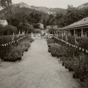 SBBG Courtyard set up for annual plant sale of native California plants 1982