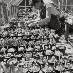 Volunteer Garden Grower Jean Palmer-Carpenter prepares plants for the SBBG October 1986 Plant Sale