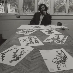 Dr. Timbrook contemplating Ribes thacherianum