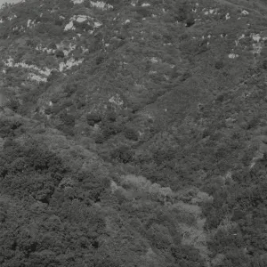 Mission Canyon chaparral
