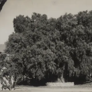 Schinus molle at Mission