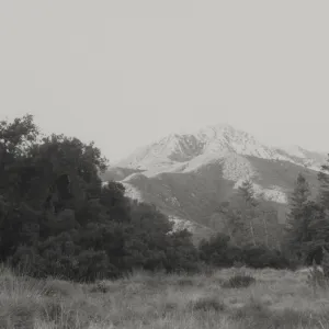 Arlington Peak viewed from SBBG Meadow