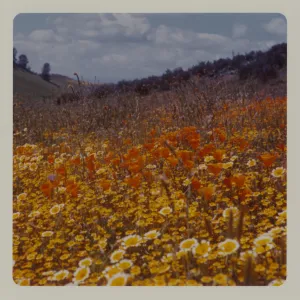 Figueroa Mountain wildflowers (California Poppy) (Fiddleneck) (tidy tips)