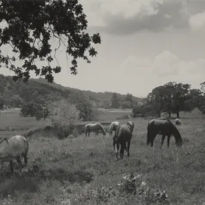 horses grazing in a pasture behind Midland School, Santa Ynez Valley