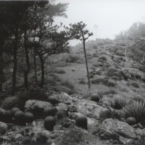 Canada de la Mina, Cedros Island