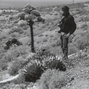 Agave (Century Plant), West San Benito Island, ï¿½ Steve Junak