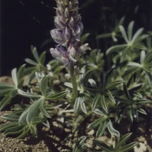 Lupinus lepidus var. confertus © 1997 Stuart Wilson