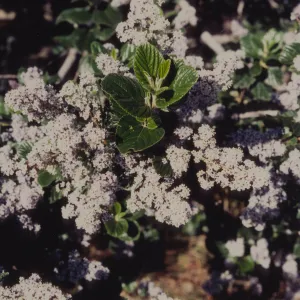 Ceanothus (California Lilac) ï¿½ 1997 Stuart Wilson