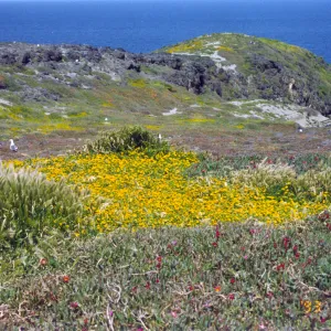 Seagulls on Anacapa Island