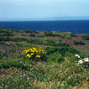 Wildlfowers on Anacapa Island