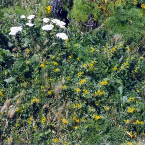 Plants on Anacapa Island