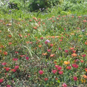 Iceplant on Anacapa Island