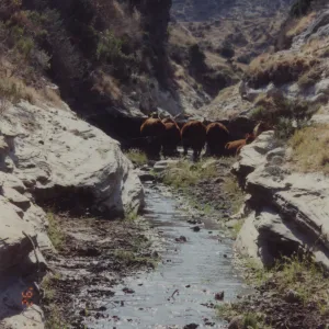 Cattle, Santa Rosa Island