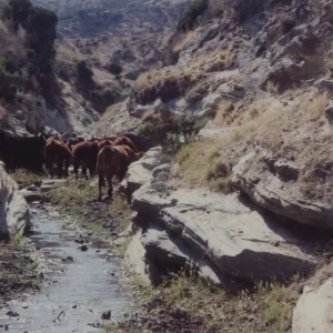 Cattle on Santa Rosa Island