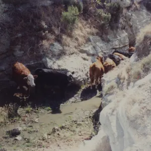 Cattle on Santa Rosa Island