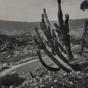 Hope Ranch Garden, dramatic succulent, overlooking Santa Ynez mountain range