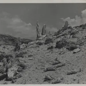 Caliche forest of petrified sand castings, San Miguel Island