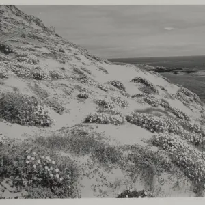 coastal dunes, San Miguel Island