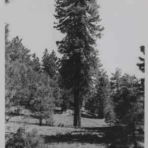 tree in meadow at the top of Big Pine Mountain