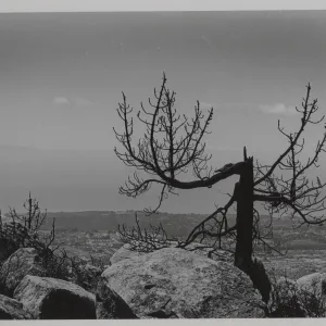 view of Santa Barbara from Cathedral Peak, second year after Coyote Fire