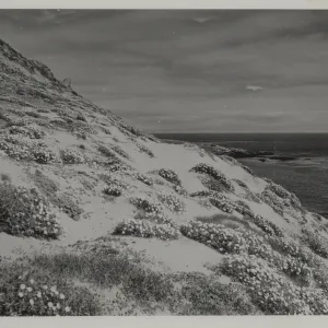 'With sheep removed, San Miguel Island is lsowly returning to its pristine glory'