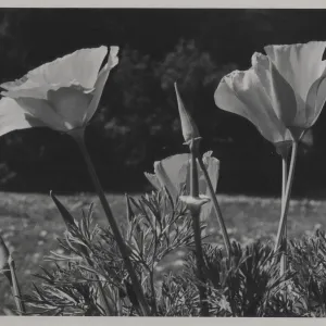 California poppy