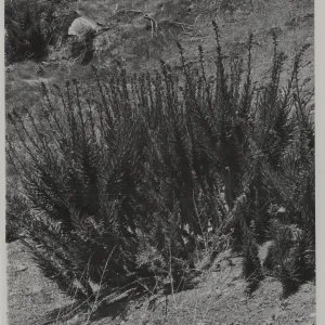 Nama parryi, Monte Arido