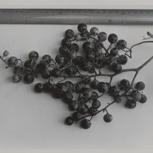grape cluster collected from the grapevine