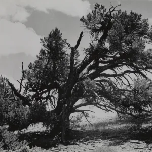 Pinus monophylla?, San Rafael Mountains between Mission Pine Basin and West Big Pine
