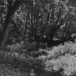 deep canyon vegetation in Sisquoc River below Bear Camp, pack horses