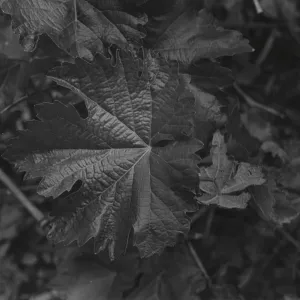 leaf of Murietta grapevine