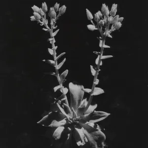 Dudlea (liveforevers)