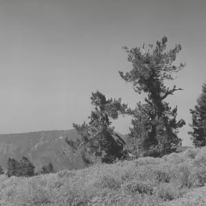 limber pines, Pinus flexilis, Mt Pinos