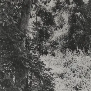 Grapevine (Vitis) on Grapevine Creek