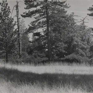 meadow on Mission Pine Mountain