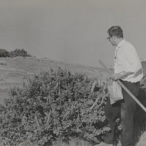 Fuel break on Santa Ynez mountains on west side of Santa Ynez Peak